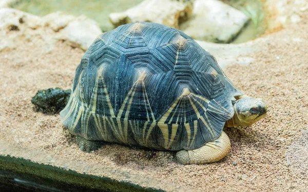 The radiated tortoise, endemic turtle from south of Madagascar — Stock Photo, Image