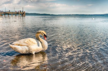 İtalya, Bracciano gölünde güzel beyaz kuğu