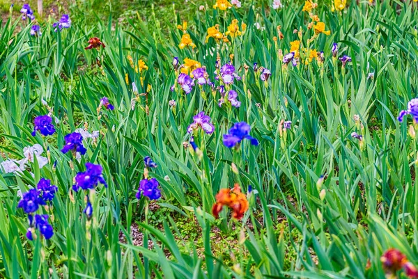 Fechar-se de flores coloridas em um jardim verde — Fotografia de Stock