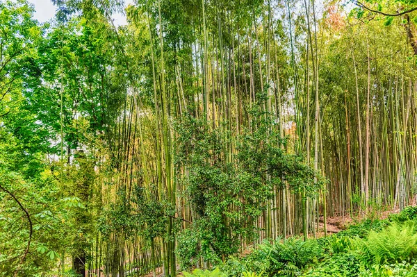 竹の葉模様の背景 — ストック写真