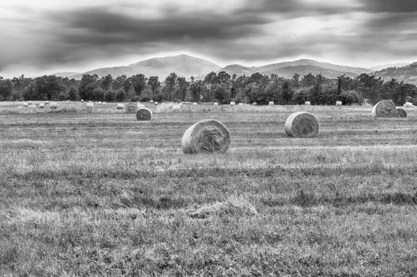 Hay bales on the field after harvest — Stock Photo, Image