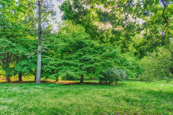 Prachtig Bos Met Bomen Groen Gebladerte Kan Worden Gebruikt Als — Stockfoto