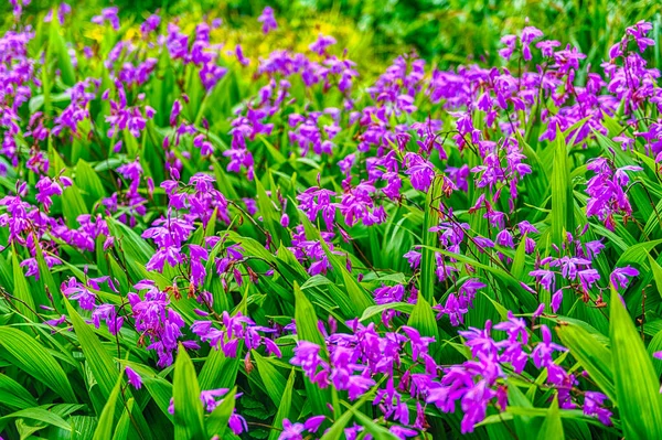 Purple Flowers Closeup Green Garden Background Sunny Day Beautiful Selective — Stock Photo, Image