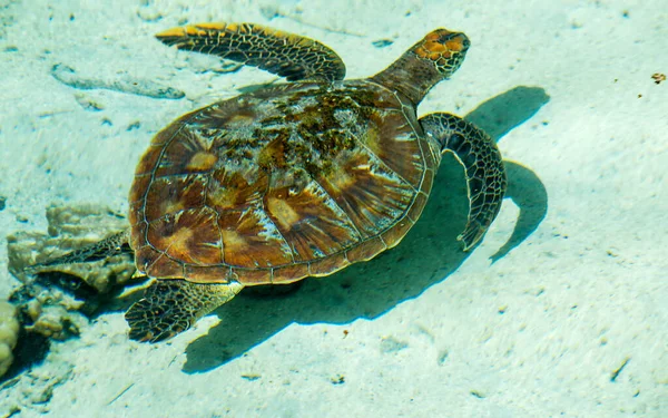Sea Turtle Floating Turquoise Lagoon Moorea French Polynesia — Stock Photo, Image