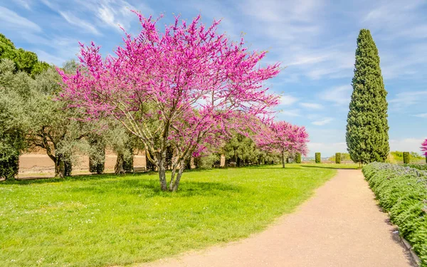 Krásná Italská Zahrada Kvetoucími Třešněmi Cypřiši Olivovníky — Stock fotografie