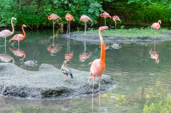 カラフルなフラミンゴ池で水浴びのグループ — ストック写真