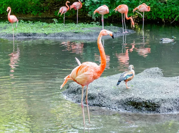 カラフルなフラミンゴ池で水浴びのグループ — ストック写真