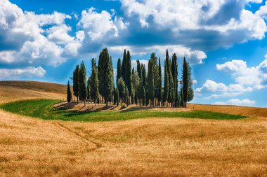 San Quirico D 'Orcia, İtalya - 23 Haziran 2019' da San Quirico d 'Orcia, Tuscany, İtalya' da görülen selvi grubu