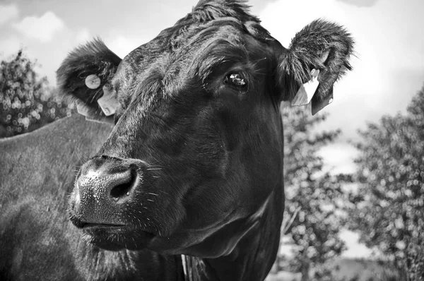 A tehén a Paddock, egy szép nyári nap, s körülnézett. A tehén, a színek és a megvilágítás nagy részletek. — Stock Fotó