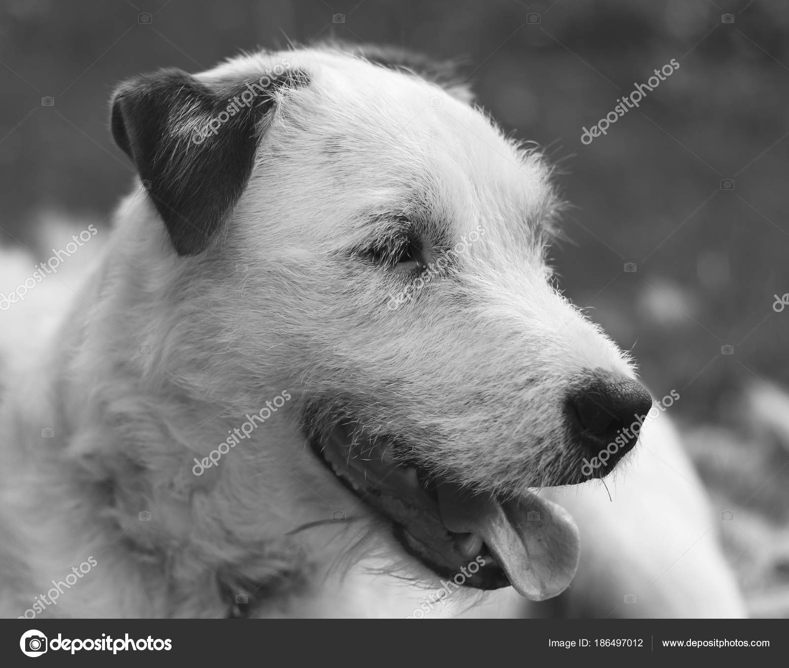 Very Cute White And Brown Colored Parson Russell Terrier Relaxing Nice Details And Photo In Black And White Stock Photo C Jezepidesigns 186497012