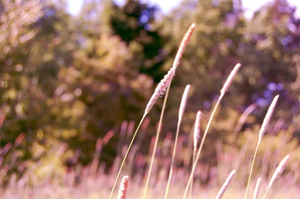 Strohhalme im Sommer — Stockfoto