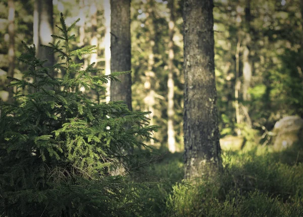 小さな松の木 — ストック写真