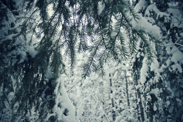 Spruce Branches — Stock Photo, Image