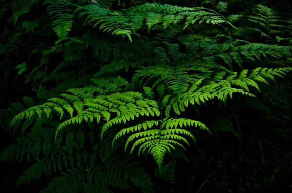 Paproć roślin w kolorze zielonym z ciemnym tle — Zdjęcie stockowe