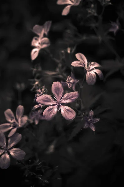 Розовые цветы и темный фон — стоковое фото