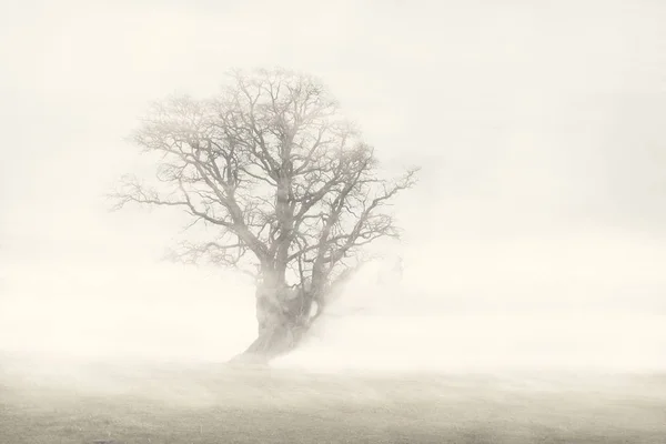 Grote boom op een mistige en mistig weide — Stockfoto