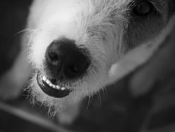 Jack Russell Terrier que só quer jogar ! — Fotografia de Stock