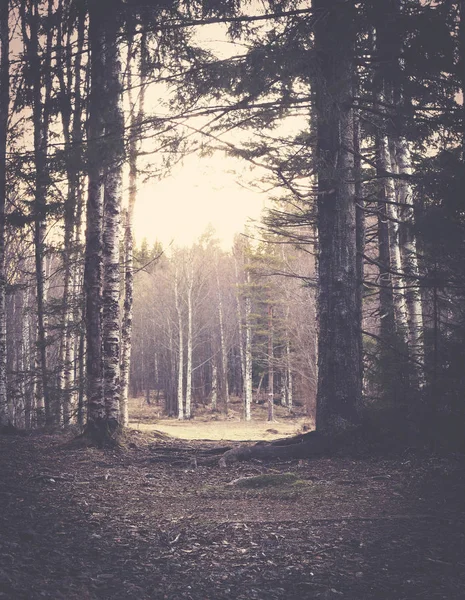 Mooie zomerse seizoensgebonden foto. Fantastische natuurlijke bossen wandelpad in de zomer. Mooie lampjes. — Stockfoto