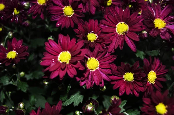 美しい夏特定の写真。赤と黄色の花のショットを閉じる。ニースの詳細. — ストック写真