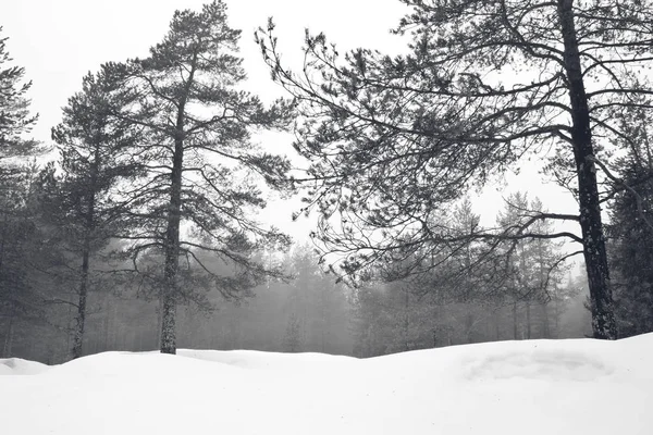 白雪覆盖松树林与高大的树木 — 图库照片