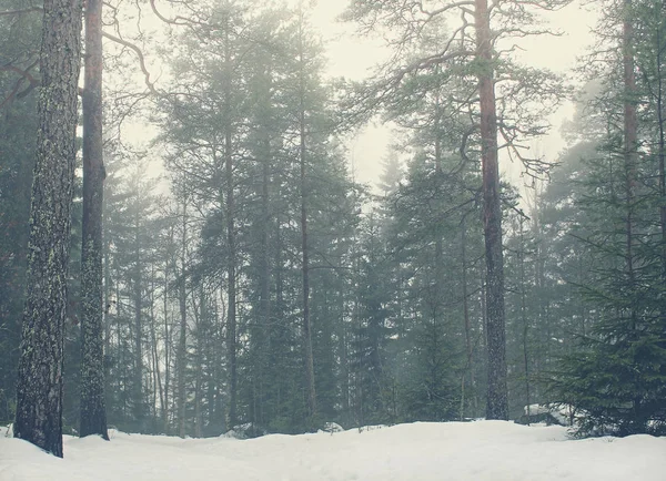 Bosque de pino cubierto de nieve con árboles altos —  Fotos de Stock