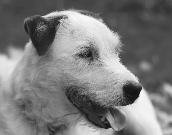 Muy lindo color blanco y marrón Parson Russell Terrier relajante. Bonitos detalles y foto en blanco y negro . —  Fotos de Stock