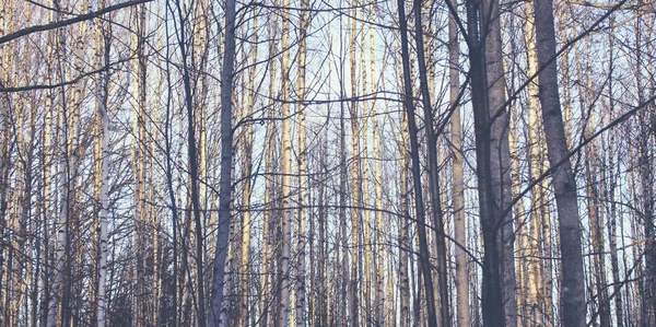 Pijnbomen permanent samen met mooie lichten en zon. Winter en herfst thema. — Stockfoto