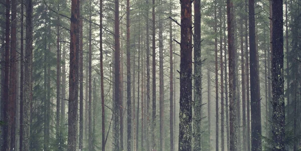 Pinos de pie junto con bonitas luces y sol. Condiciones de niebla . —  Fotos de Stock