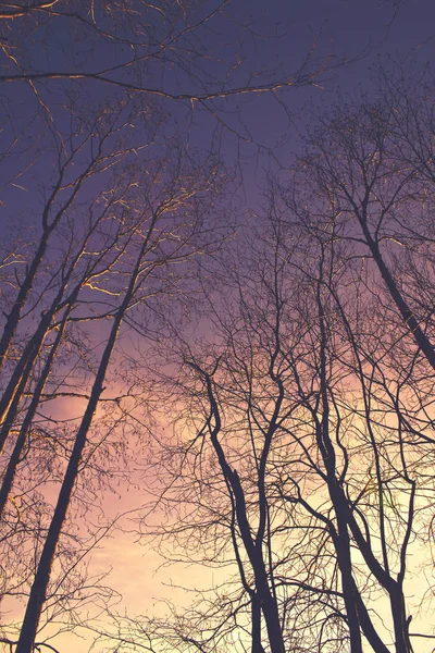 Hermosa fotografía específica de temporada de verano. Grandes árboles y ramas de pie alto con luces encantadoras y sol / puesta de sol en el fondo. Bonitos detalles y colores y luces de fondo . —  Fotos de Stock