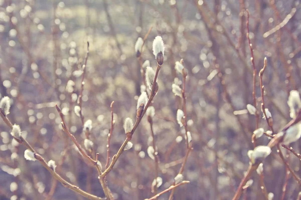 Bela temporada de inverno fotografia específica. Pequenos ramos e flores brancas. Luzes e cores encantadoras. Ambiente de inverno. Detalhes e luzes em conjunto com bom foco . — Fotografia de Stock