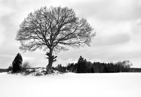 美丽的冬季具体照片。一棵高大的大树矗立在积雪覆盖的草地/围场上。树枝, 树干和其他各种植被的剪影。白色背景。w — 图库照片