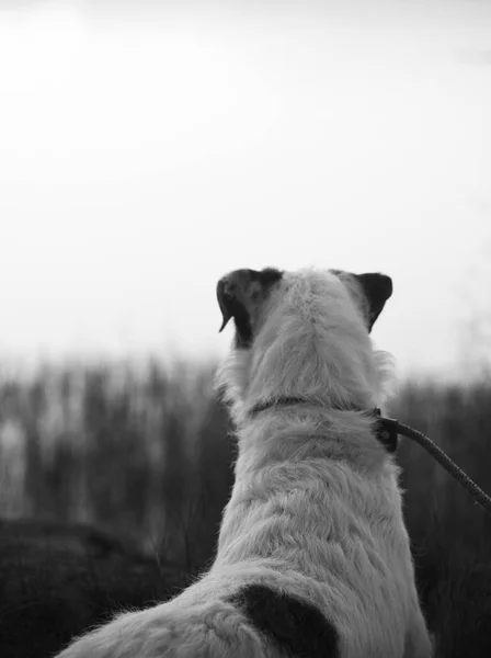 Jack Russell Terrier que solo quiere jugar ! —  Fotos de Stock