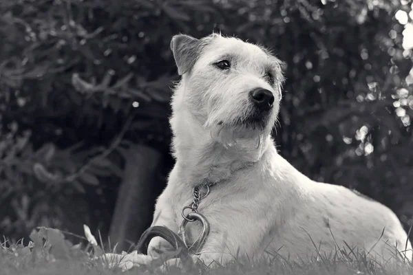 Pastor Russell Terrier que solo quiere jugar ! —  Fotos de Stock