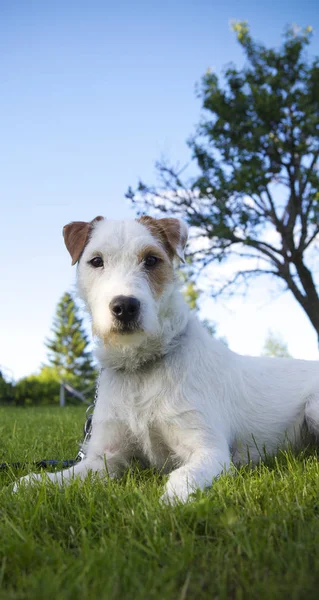 Jack Russell Terrier oynamak isteyen! — Stok fotoğraf