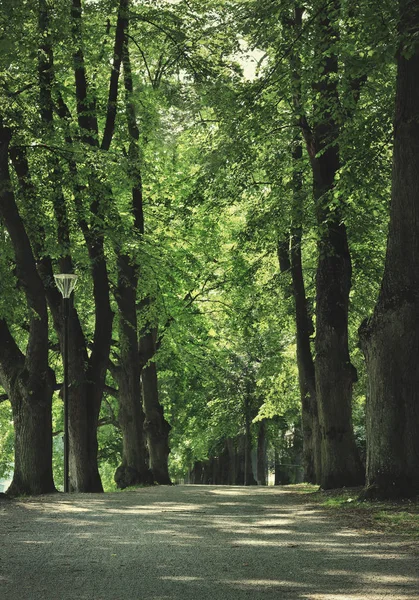 Fantastische avenue in het bos Stockfoto