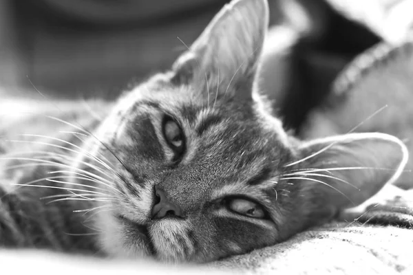Leuke grijze kat die binnenshuis ontspannen Stockfoto