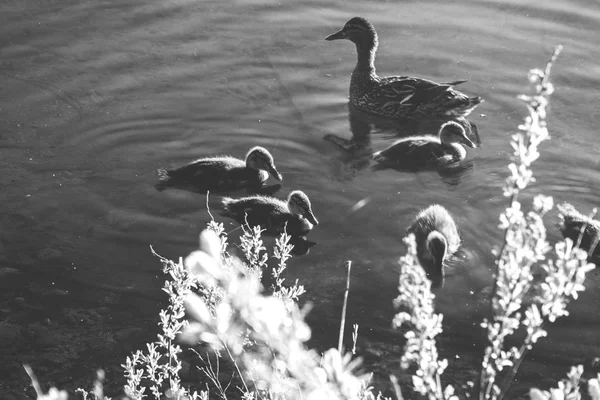 Patos a flutuar na água. Foto em preto e branco Imagens De Bancos De Imagens Sem Royalties