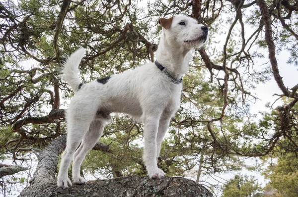 Parson Russell Terrier posando para a câmera — Fotografia de Stock