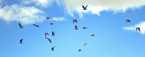Birds Flying High with blue sky and some small clouds. Summer environment