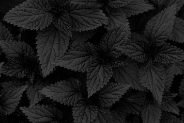 Siyah arka plan. Taze ısırgan otu çalısı. Siyah beyaz fotoğraf.