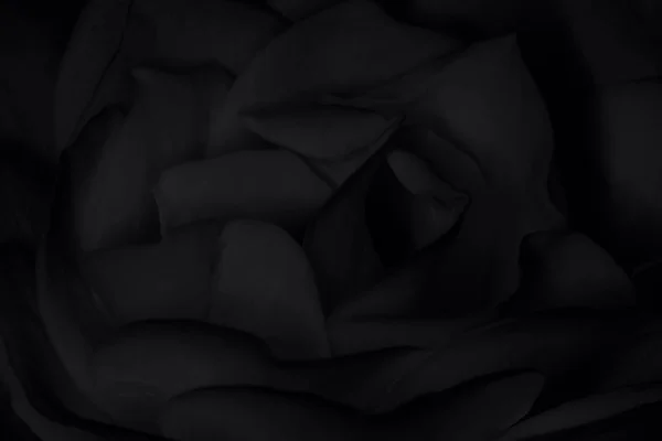 Fekete Háttér Puha Rózsabimbó Rózsaszirmok Közelről Fekete Fehér Fénykép — Stock Fotó