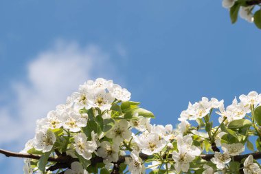 Çiçek. Parlak güneşli bir günde, çiçek açan bir armut dalında mavi gökyüzü ve arka planda bulutlar.