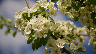 Tomurcuklanan bir armut dalı rüzgarda sallanıyor. Arka planda bulutlu mavi gökyüzü.