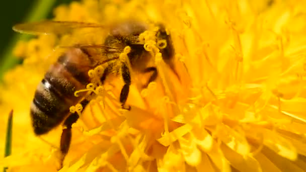 Eine Honigbiene Sammelt Einem Sonnigen Tag Pollen Auf Einem Gelben — Stockvideo