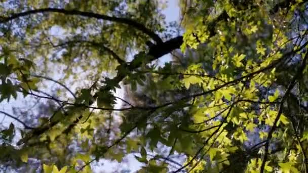 Яланчи Богаз Мармарис Мугла Турция Солнечный Весенний День Лесу — стоковое видео
