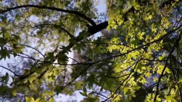 Yalanci Bogaz Marmaris Mugla Turkije Een Zonnige Lentedag Het Bos — Stockvideo