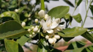 Armutalan, Marmaris - Mugla / Türkiye. Bahar ve portakal çiçekleri.