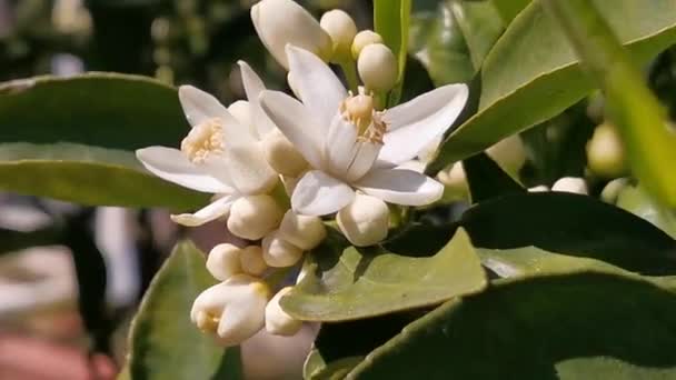 Armutalan Marmaris Mugla Türkiye Bahar Limon Çiçekleri — Stok video