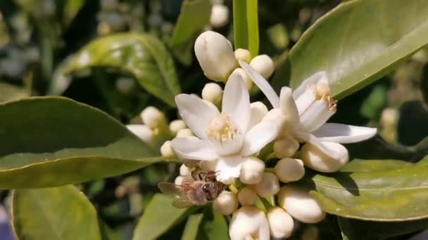 Armutalan Marmaris Mugla Turkey Spring Lemon Blossoms — Stock Video