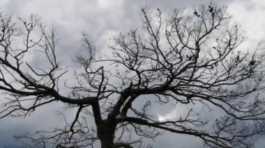 Bahar çayırları, tarlanın ortasında siyah çam ve arka planda söğütler ve diğer ağaçlar..